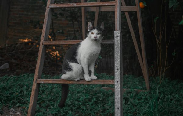 Does Early Exposure to Multiple Languages Impact Autism Severity in Children?